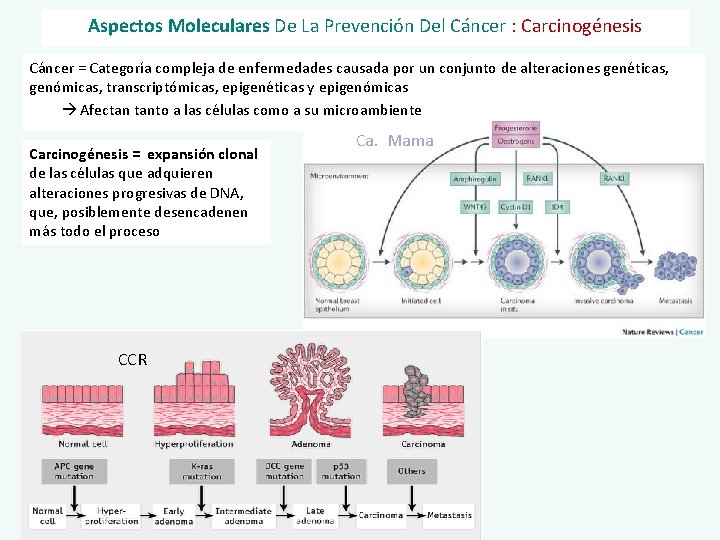 Aspectos Moleculares De La Prevención Del Cáncer : Carcinogénesis Cáncer = Categoría compleja de