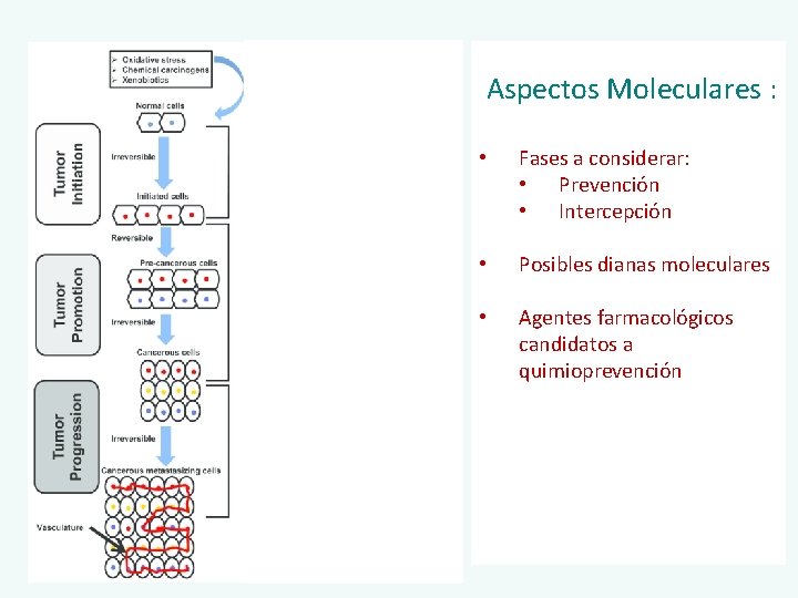 Aspectos Moleculares : • Fases a considerar: • Prevención • Intercepción • Posibles dianas