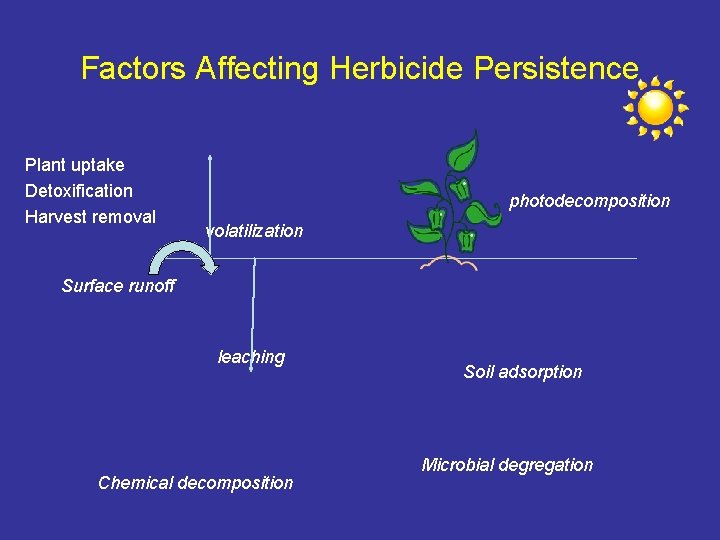 Factors Affecting Herbicide Persistence Plant uptake Detoxification Harvest removal photodecomposition volatilization Surface runoff leaching