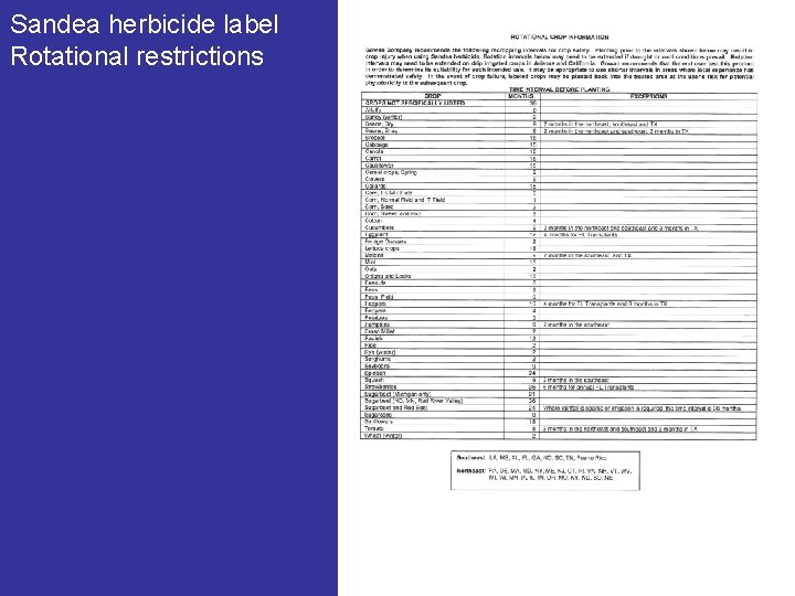 Sandea herbicide label Rotational restrictions 