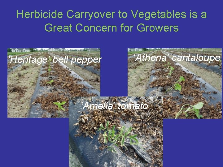 Herbicide Carryover to Vegetables is a Great Concern for Growers ‘Heritage’ bell pepper ‘Athena’