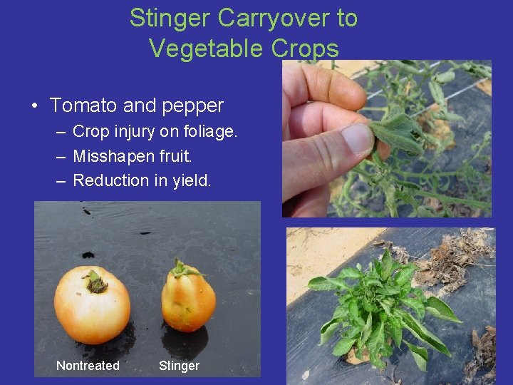 Stinger Carryover to Vegetable Crops • Tomato and pepper – Crop injury on foliage.