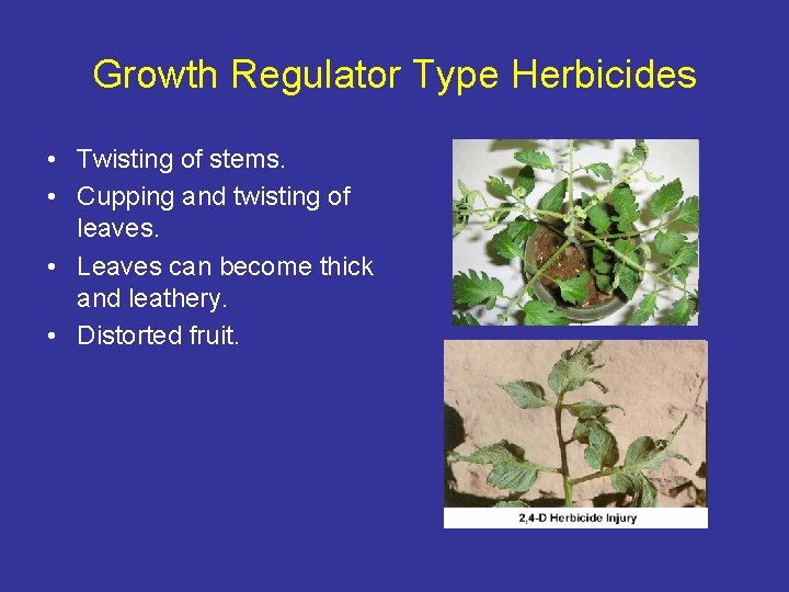 Growth Regulator Type Herbicides • Twisting of stems. • Cupping and twisting of leaves.