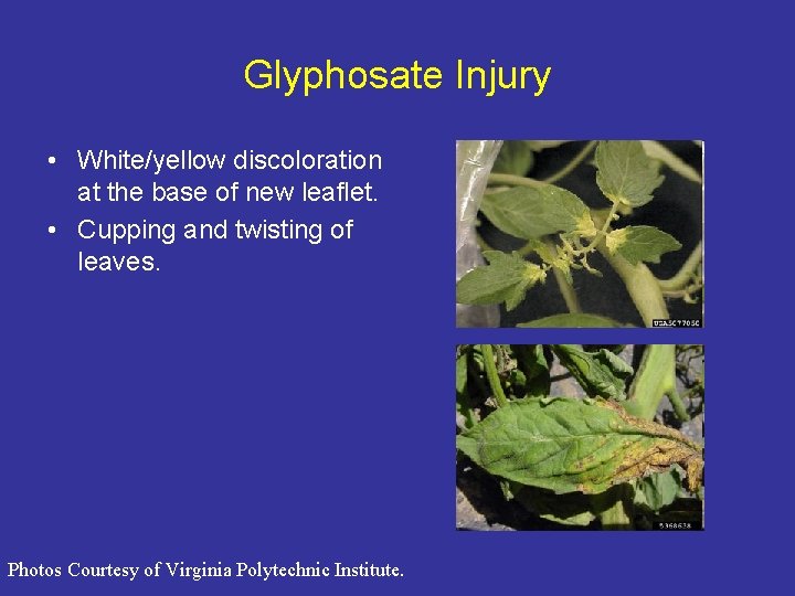 Glyphosate Injury • White/yellow discoloration at the base of new leaflet. • Cupping and