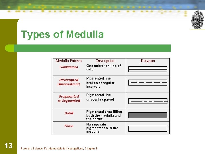Types of Medulla 13 Forensic Science: Fundamentals & Investigations, Chapter 3 
