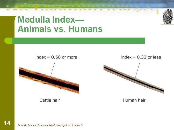 Medulla Index— Animals vs. Humans 14 Forensic Science: Fundamentals & Investigations, Chapter 3 