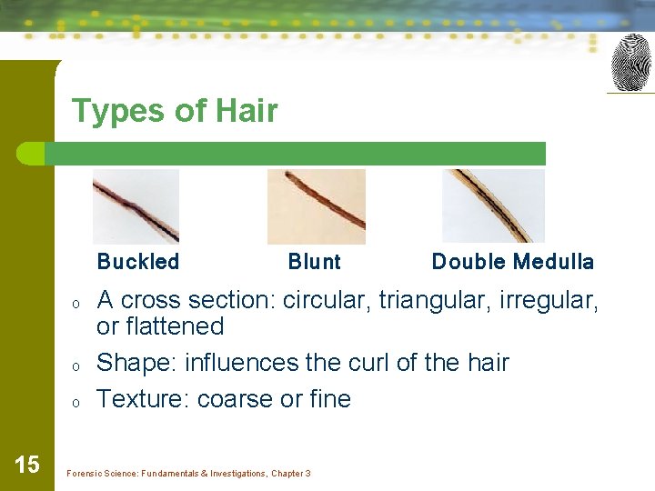 Types of Hair Buckled o o o 15 Blunt Double Medulla A cross section: