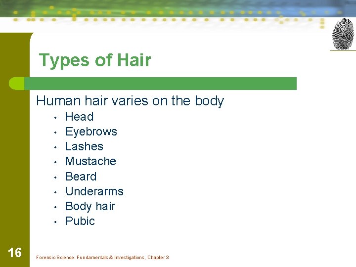 Types of Hair Human hair varies on the body • • 16 Head Eyebrows