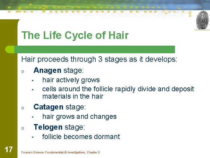 The Life Cycle of Hair proceeds through 3 stages as it develops: o Anagen