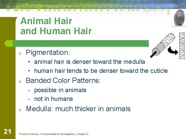 Animal Hair and Human Hair o Pigmentation: • animal hair is denser toward the