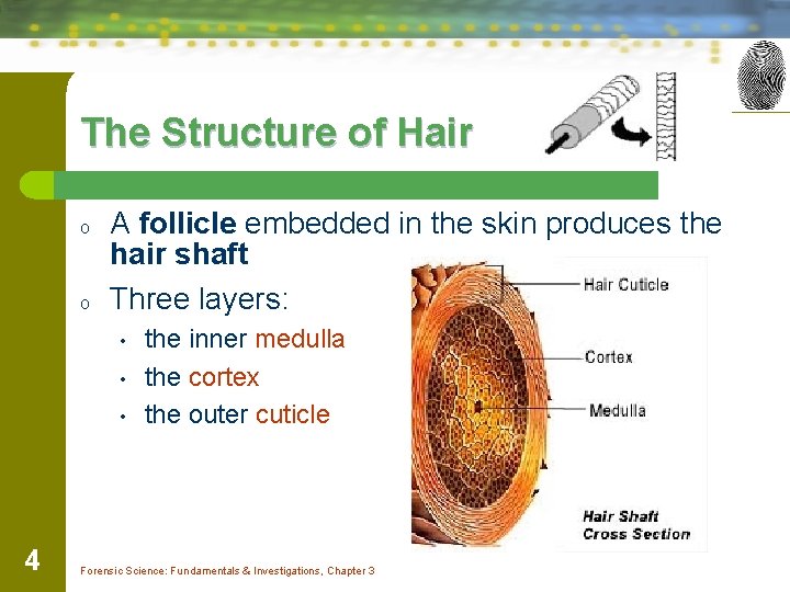 The Structure of Hair o o A follicle embedded in the skin produces the