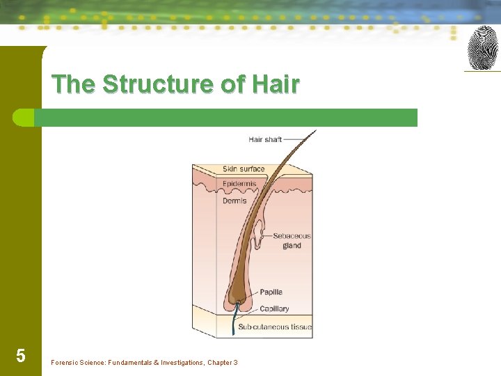 The Structure of Hair 5 Forensic Science: Fundamentals & Investigations, Chapter 3 