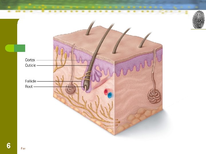 6 Forensic Science: Fundamentals & Investigations, Chapter 3 