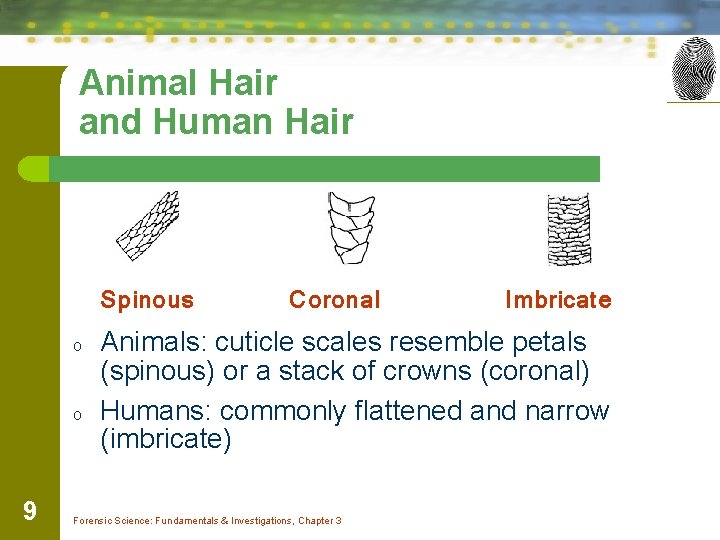 Animal Hair and Human Hair Spinous o o 9 Coronal Imbricate Animals: cuticle scales