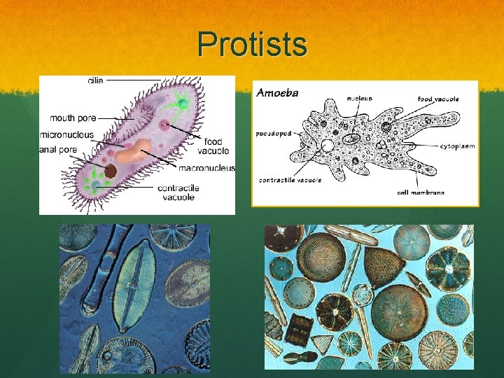 Protists 