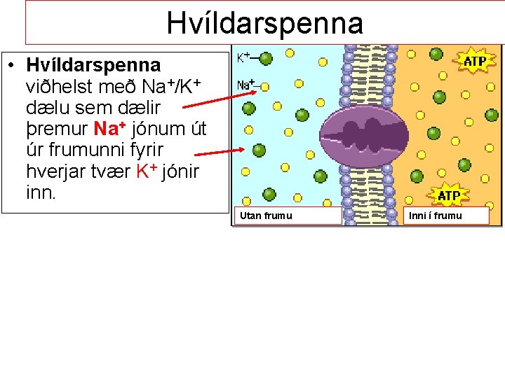 Hvíldarspenna • Hvíldarspenna viðhelst með Na+/K+ dælu sem dælir þremur Na+ jónum út úr