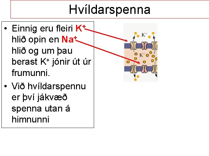 Hvíldarspenna • Einnig eru fleiri K+ hlið opin en Na+ hlið og um þau