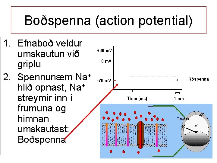 Boðspenna (action potential) 1. Efnaboð veldur umskautun við griplu 2. Spennunæm Na+ hlið opnast,