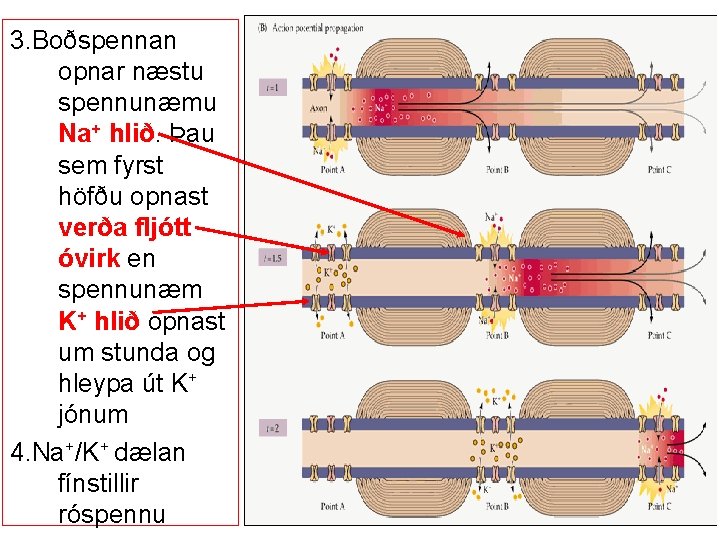 3. Boðspennan opnar næstu spennunæmu Na+ hlið. Þau sem fyrst höfðu opnast verða fljótt