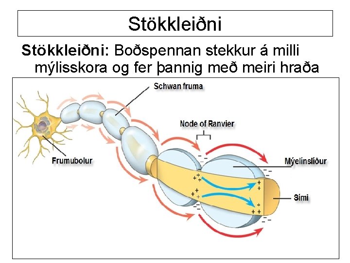 Stökkleiðni: Boðspennan stekkur á milli mýlisskora og fer þannig með meiri hraða 