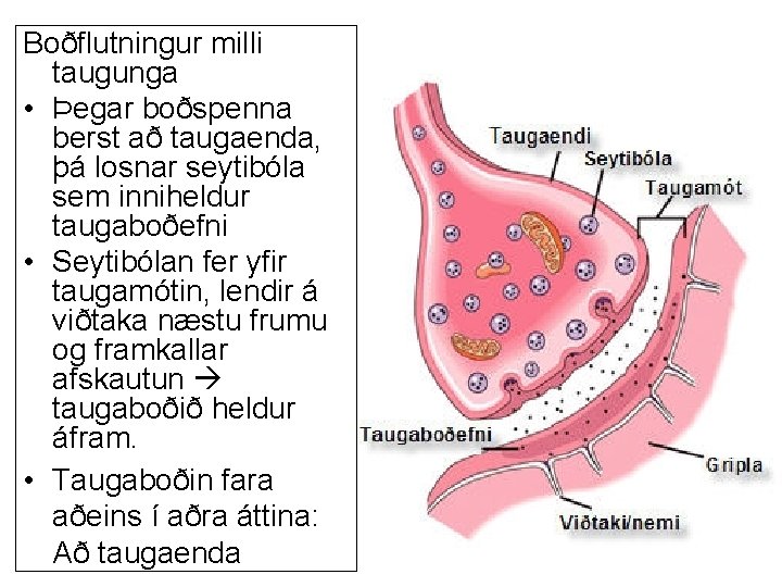 Boðflutningur milli taugunga • Þegar boðspenna berst að taugaenda, þá losnar seytibóla sem inniheldur