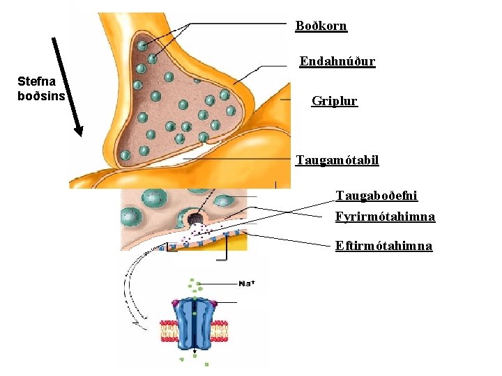 Boðkorn Endahnúður Stefna boðsins Griplur Taugamótabil Taugaboðefni Fyrirmótahimna Eftirmótahimna 