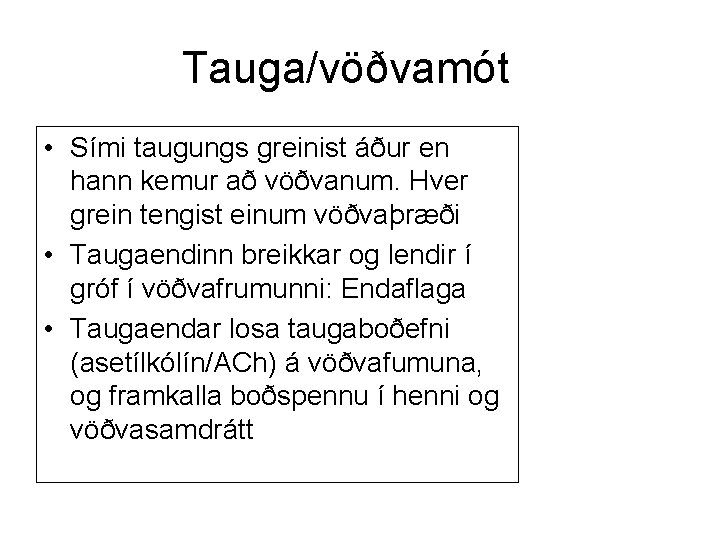 Tauga/vöðvamót • Sími taugungs greinist áður en hann kemur að vöðvanum. Hver grein tengist