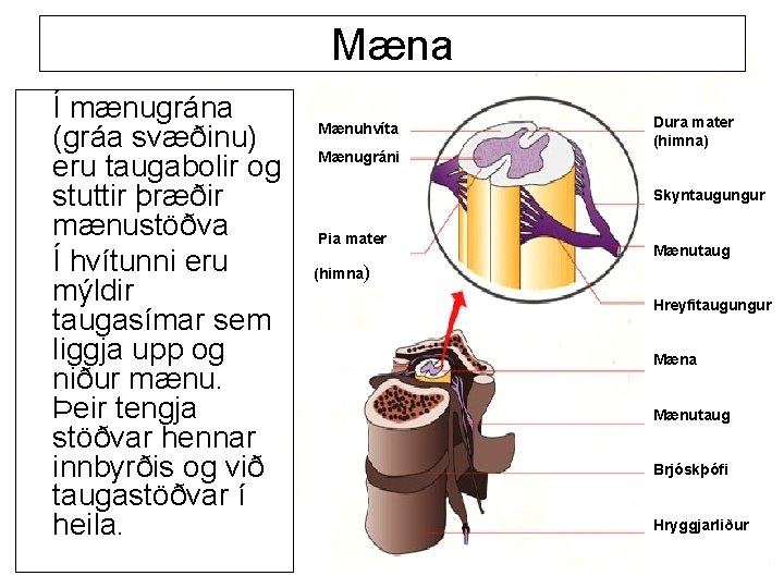 Mæna Í mænugrána (gráa svæðinu) eru taugabolir og stuttir þræðir mænustöðva Í hvítunni eru