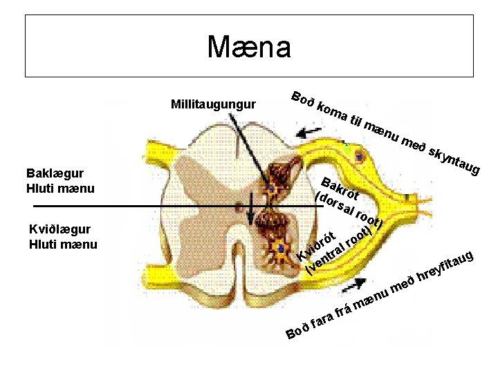 Mæna Millitaugungur Boð kom a ti lm æn um eð Baklægur Hluti mænu Kviðlægur