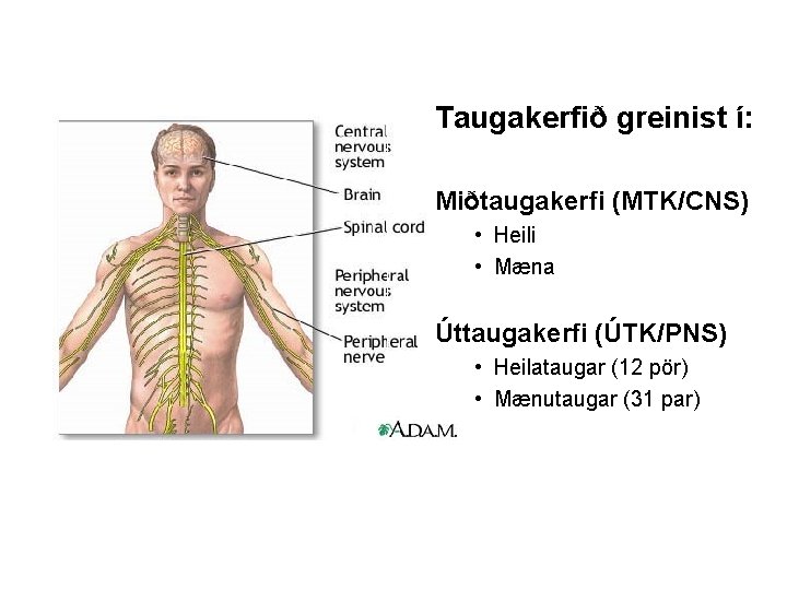 Taugakerfið greinist í: Miðtaugakerfi (MTK/CNS) • Heili • Mæna Úttaugakerfi (ÚTK/PNS) • Heilataugar (12