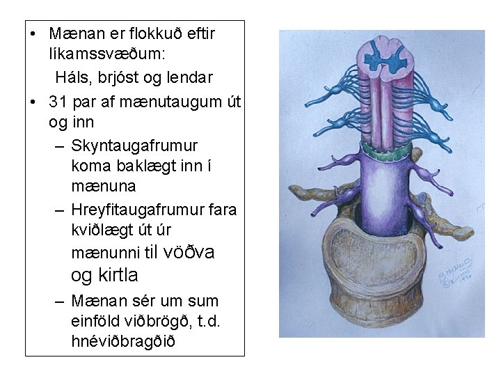  • Mænan er flokkuð eftir líkamssvæðum: Háls, brjóst og lendar • 31 par