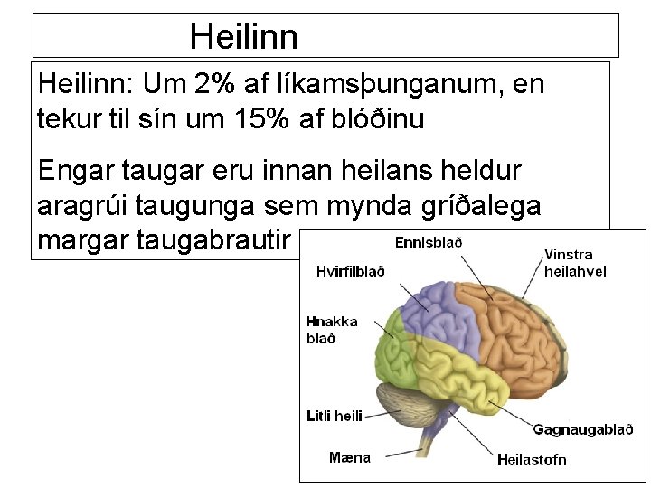 Heilinn: Um 2% af líkamsþunganum, en tekur til sín um 15% af blóðinu Engar