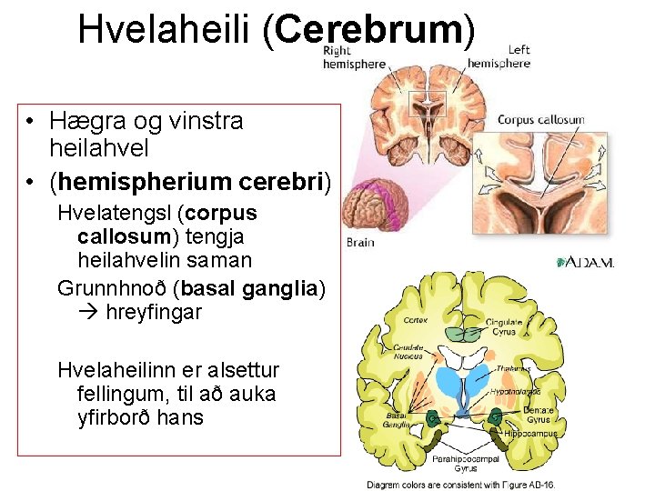 Hvelaheili (Cerebrum) • Hægra og vinstra heilahvel • (hemispherium cerebri) Hvelatengsl (corpus callosum) tengja