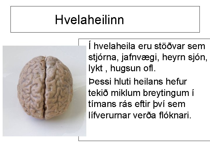 Hvelaheilinn Í hvelaheila eru stöðvar sem stjórna, jafnvægi, heyrn sjón, lykt , hugsun ofl.