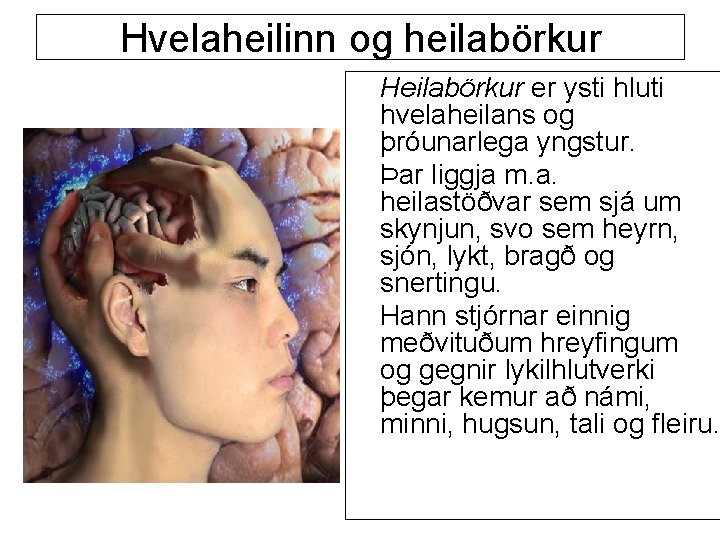 Hvelaheilinn og heilabörkur Heilabörkur er ysti hluti hvelaheilans og þróunarlega yngstur. Þar liggja m.