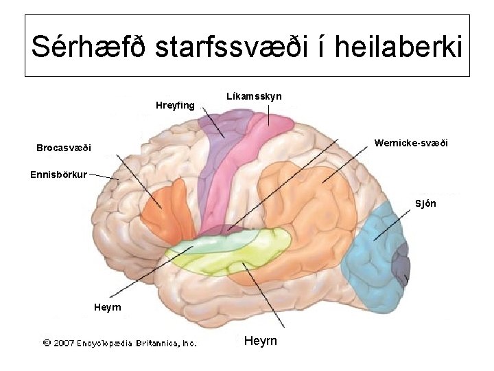 Sérhæfð starfssvæði í heilaberki Hreyfing Líkamsskyn Wernicke-svæði Brocasvæði Ennisbörkur Sjón Heyrn 