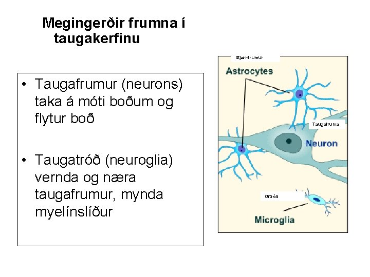 Megingerðir frumna í taugakerfinu Stjarnfrumur • Taugafrumur (neurons) taka á móti boðum og flytur