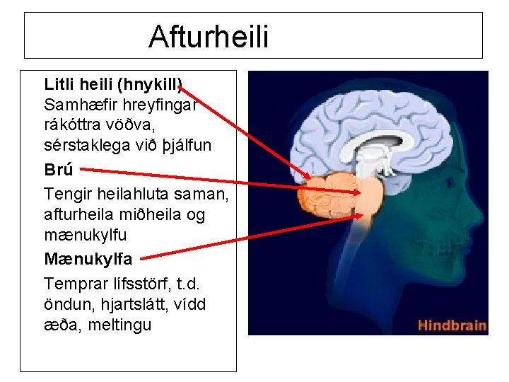 Afturheili Litli heili (hnykill) Samhæfir hreyfingar rákóttra vöðva, sérstaklega við þjálfun Brú Tengir heilahluta