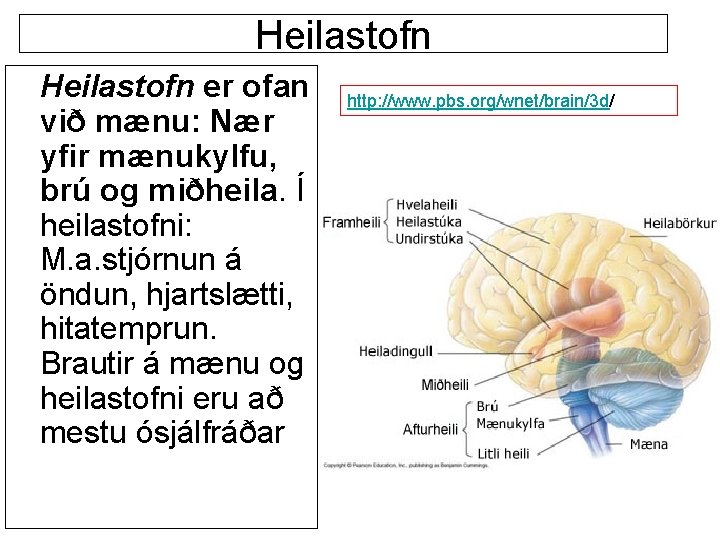 Heilastofn er ofan við mænu: Nær yfir mænukylfu, brú og miðheila. Í heilastofni: M.