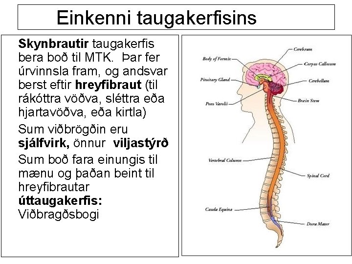 Einkenni taugakerfisins Skynbrautir taugakerfis bera boð til MTK. Þar fer úrvinnsla fram, og andsvar