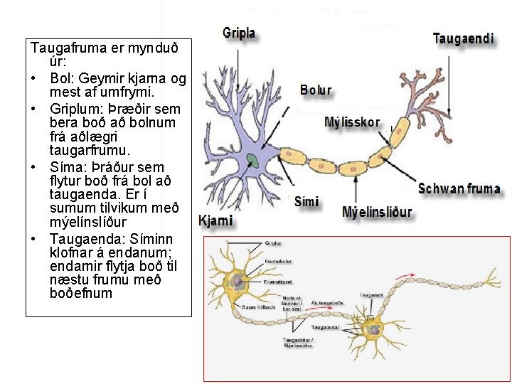 Taugafruma er mynduð úr: • Bol: Geymir kjarna og mest af umfrymi. • Griplum: