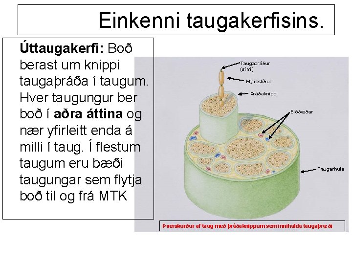 Einkenni taugakerfisins. Úttaugakerfi: Boð berast um knippi taugaþráða í taugum. Hver taugungur ber boð