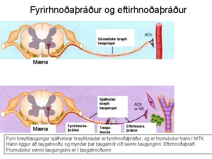 Fyrirhnoðaþráður og eftirhnoðaþráður Sómatískir hreyfitaugungar Mæna Sjálfvirkir hreyfitaugungar Mæna Fyrirhnoðaþráður Taugahnoða Eftirhnoðaþráður Fyrri hreyfitaugungur