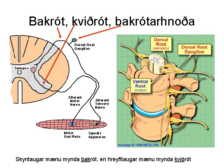 Bakrót, kviðrót, bakrótarhnoða Skyntaugar mænu mynda bakrót, en hreyfitaugar mænu mynda kviðrót 