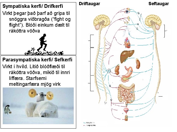 Sympatíska kerfi/ Drifkerfi Virkt þegar það þarf að grípa til snöggra viðbragða (“fight og