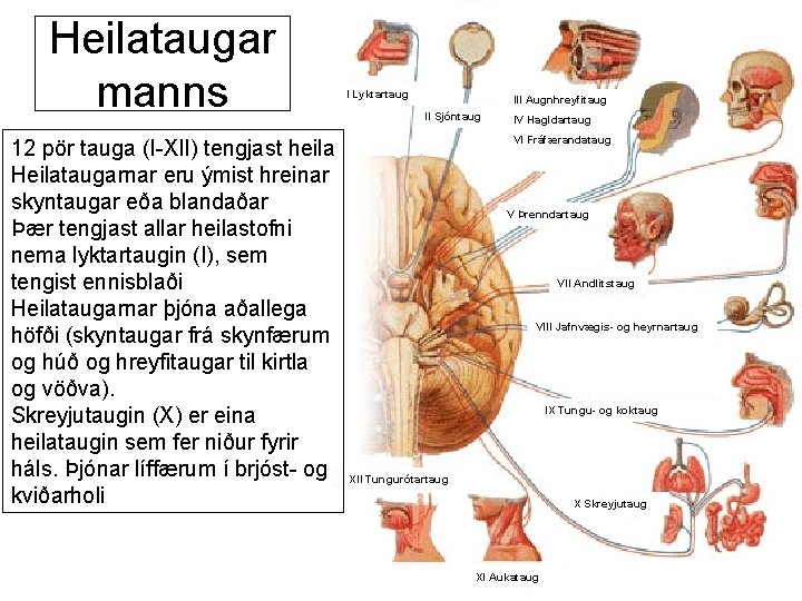 Heilataugar manns 12 pör tauga (I-XII) tengjast heila Heilataugarnar eru ýmist hreinar skyntaugar eða