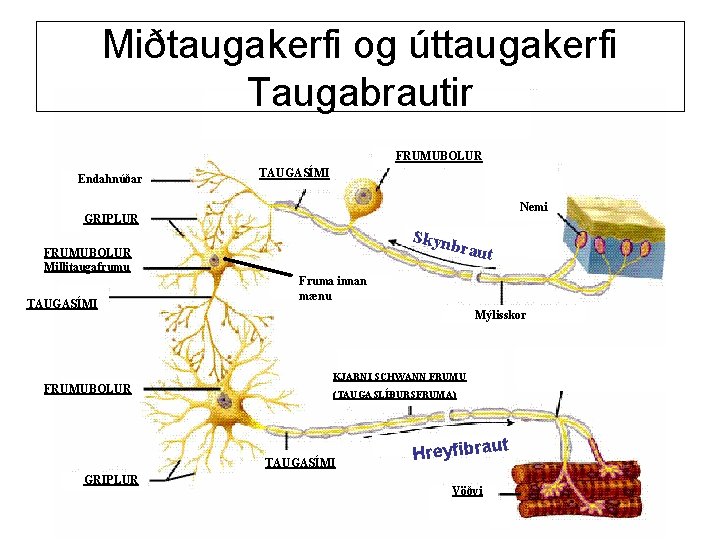 Miðtaugakerfi og úttaugakerfi Taugabrautir FRUMUBOLUR Endahnúðar TAUGASÍMI Nemi GRIPLUR Skynb r aut FRUMUBOLUR Millitaugafrumu