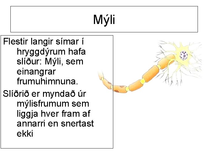 Mýli Flestir langir símar í hryggdýrum hafa slíður: Mýli, sem einangrar frumuhimnuna. Slíðrið er