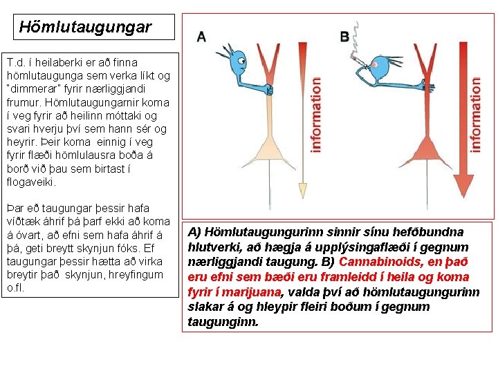 Hömlutaugungar T. d. í heilaberki er að finna hömlutaugunga sem verka líkt og “dimmerar”