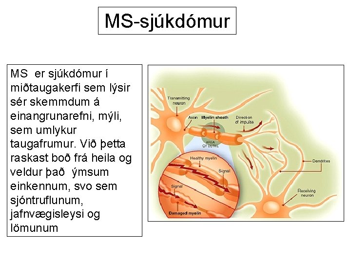 MS-sjúkdómur MS er sjúkdómur í miðtaugakerfi sem lýsir sér skemmdum á einangrunarefni, mýli, sem